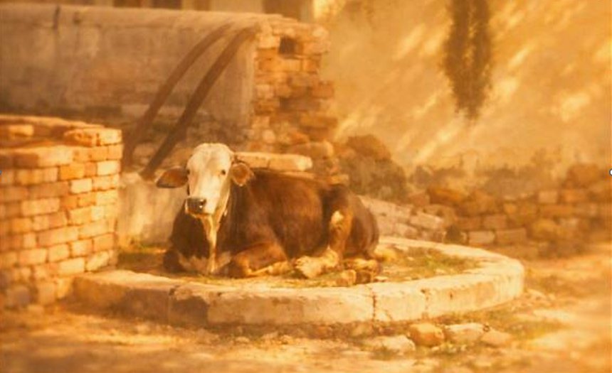 A cow resting on a stone platform beside a brick wall in the village of Billa